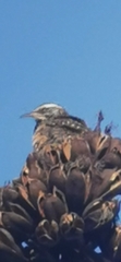 Campylorhynchus