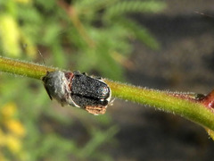 Pachybrachis thoracicus