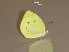 Eurema agave pallida