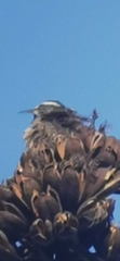 Campylorhynchus