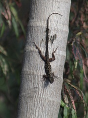 Anolis sagrei