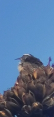 Campylorhynchus