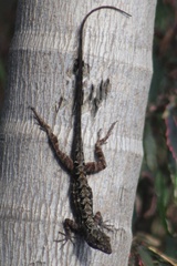 Anolis sagrei