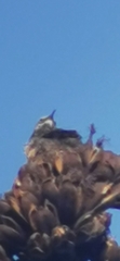 Campylorhynchus