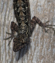 Anolis sagrei