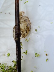 Ambystoma macrodactylum