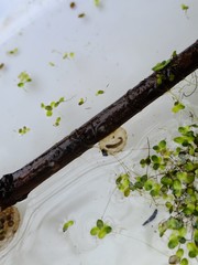 Ambystoma macrodactylum