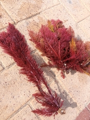 Callophycus oppositifolius