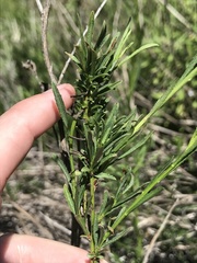 Baccharis malibuensis