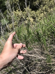 Baccharis malibuensis