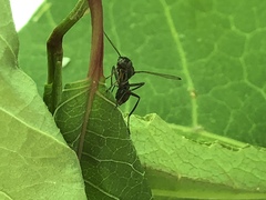 Myrmecothea myrmecoides