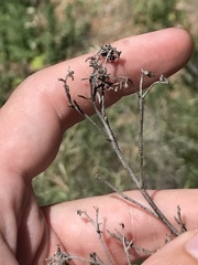 Baccharis malibuensis