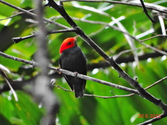 Ceratopipra rubrocapilla