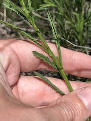 Baccharis malibuensis