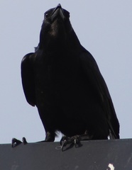 Corvus