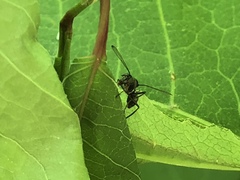 Myrmecothea myrmecoides