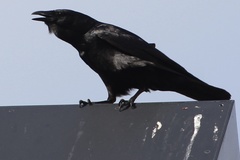 Corvus