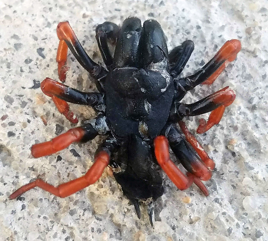 Sphodros fitchi
