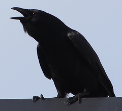Corvus