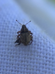 Trichosirocalus troglodytes