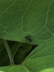Myrmecothea myrmecoides