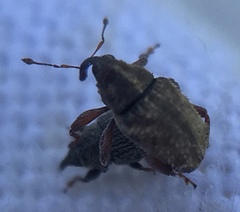 Trichosirocalus troglodytes