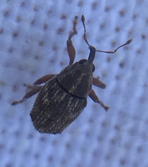 Trichosirocalus troglodytes