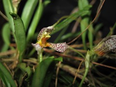 Masdevallia picturata