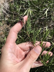 Baccharis malibuensis