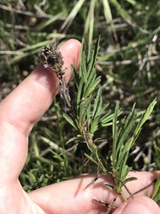 Baccharis malibuensis