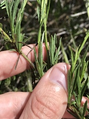 Baccharis malibuensis