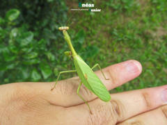 Parastagmatoptera unipunctata
