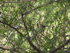Passerina versicolor