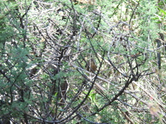 Passerina versicolor