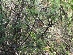 Passerina versicolor