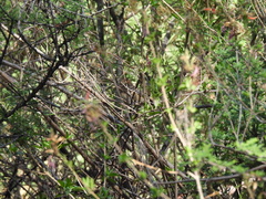 Passerina versicolor