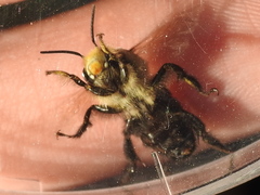 Anthophora abrupta