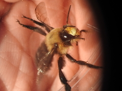 Anthophora abrupta