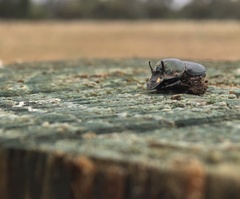 Onthophagus australis