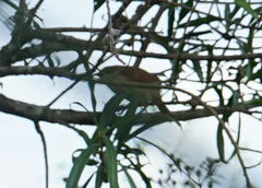 Certhiaxis cinnamomeus