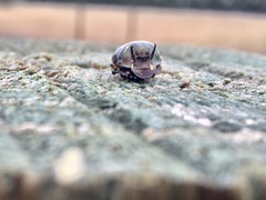 Onthophagus australis