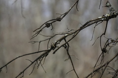 Callirhytis quercuscornigera