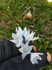 Puschkinia