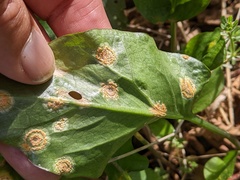 Puccinia sessilis