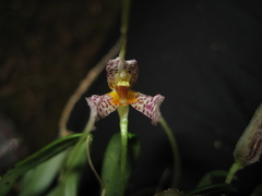 Masdevallia picturata