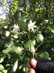 Styrax redivivus
