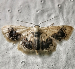 Idaea macrospila