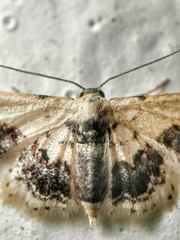 Idaea macrospila