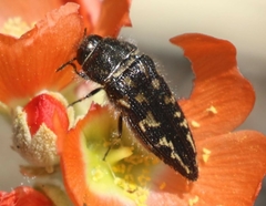 Acmaeodera cuneata