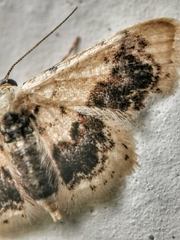 Idaea macrospila